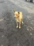 Nemo