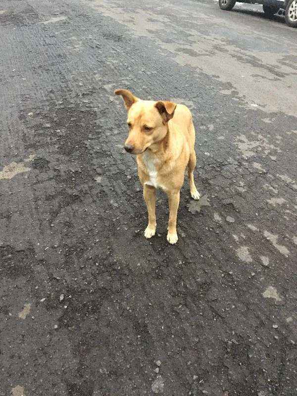 Cachorro ra a SRD idade 1 ano nome Nemo