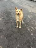 Nemo