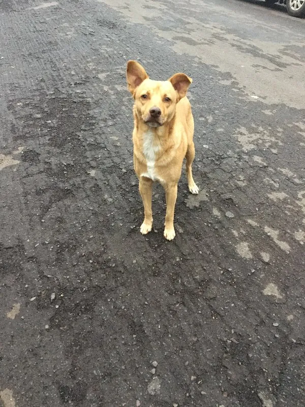 Cachorro ra a SRD idade 1 ano nome Nemo