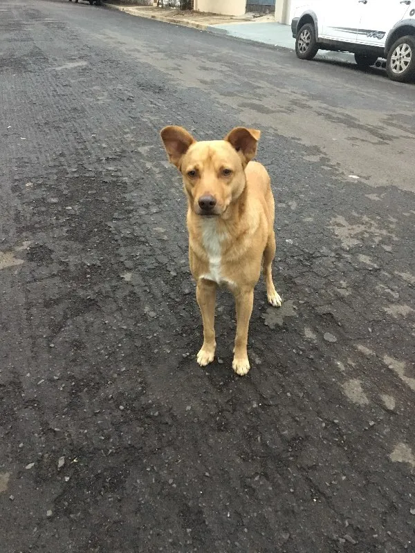Cachorro ra a SRD idade 1 ano nome Nemo