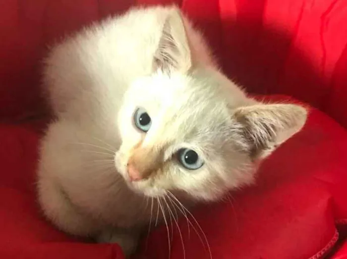Gato ra a  idade 2 a 6 meses nome Otto 