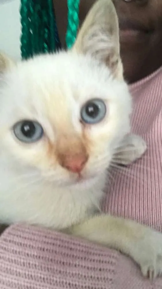 Gato ra a  idade 2 a 6 meses nome Otto 