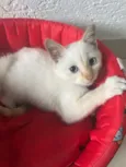Otto 