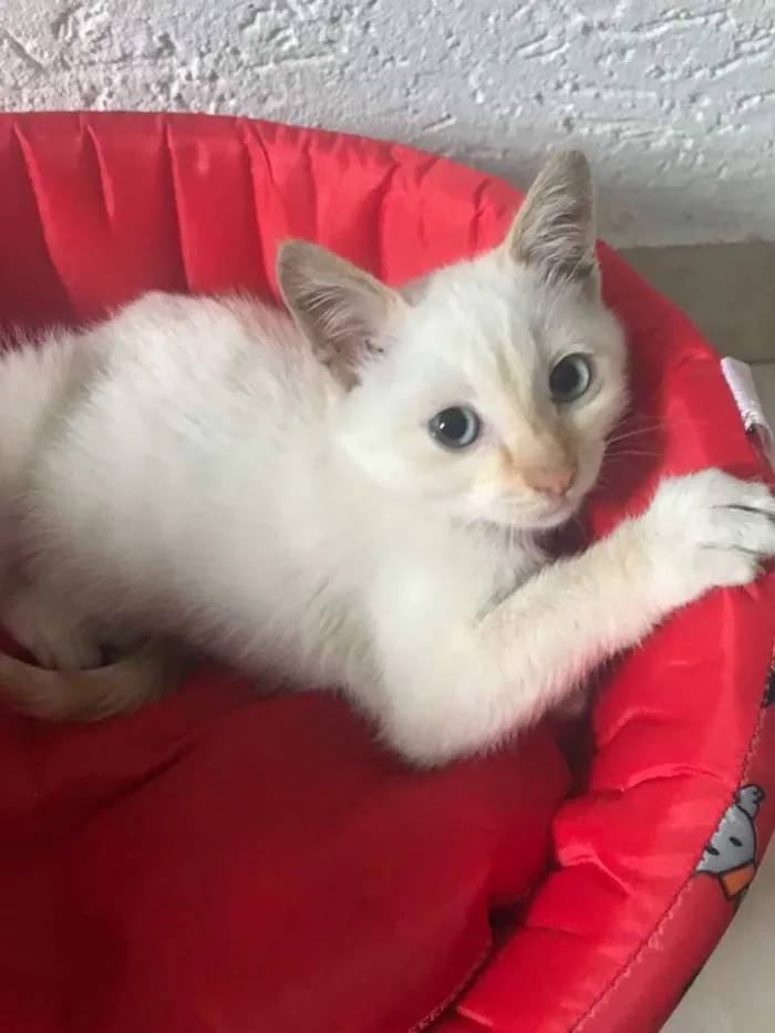 Gato ra a  idade 2 a 6 meses nome Otto 