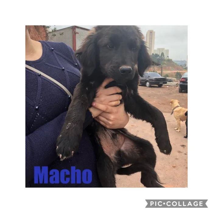 Cachorro raça SRD idade 2 a 6 meses nome Sem Nome