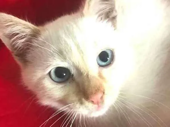 Gato ra a  idade 2 a 6 meses nome Otto 