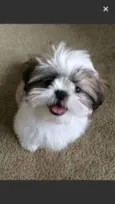 Shitiz