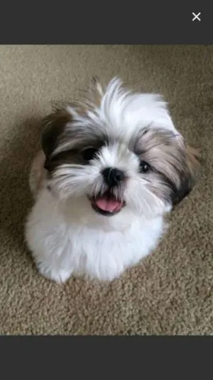 Cachorro raça Shitiz idade 2 a 6 meses nome Shitiz