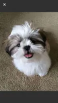 Shitiz