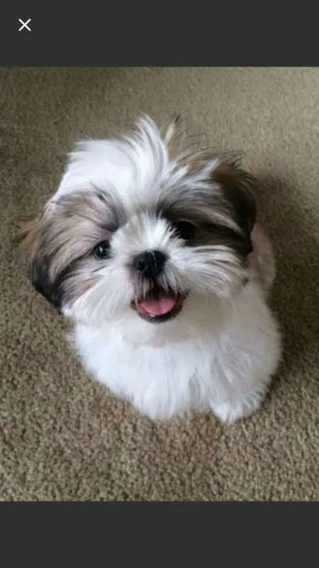 Cachorro raça Shitiz idade 2 a 6 meses nome Shitiz