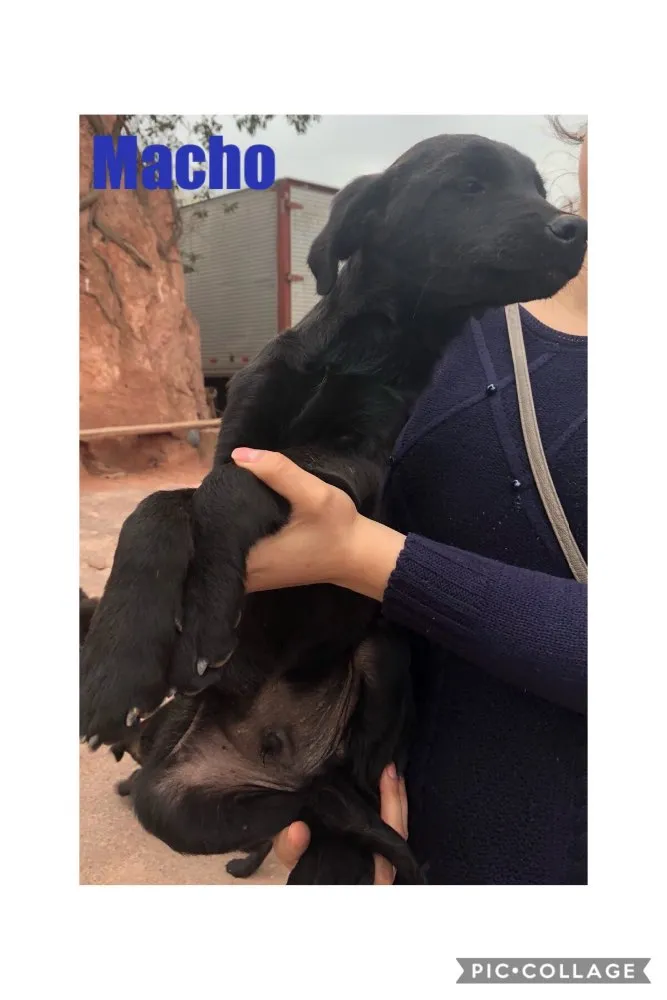 Cachorro raça SRD idade 2 a 6 meses nome Sem Nome