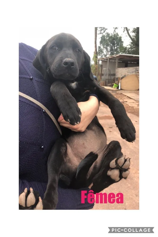Cachorro raça SRD idade 2 a 6 meses nome Sem nome