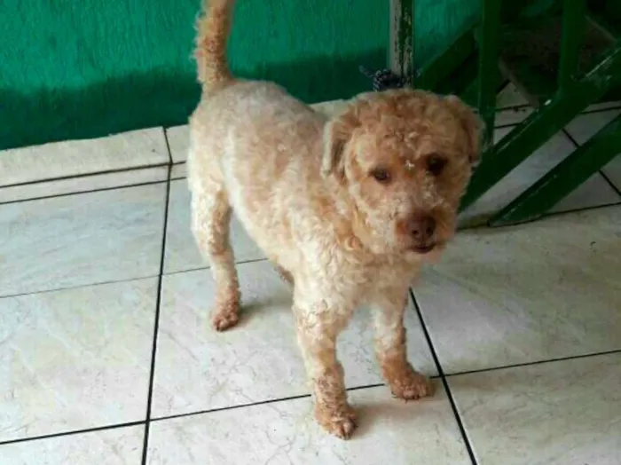 Cachorro ra a Poodle  idade 1 ano nome Joana