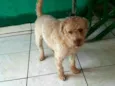 Joana
