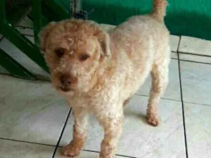 Cachorro raça Poodle  idade 1 ano nome Joana