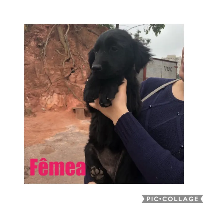 Cachorro raça SRD idade 2 a 6 meses nome Sem Nome