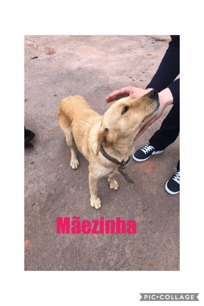Cachorro raça SRD idade 2 a 6 meses nome Sem Nome