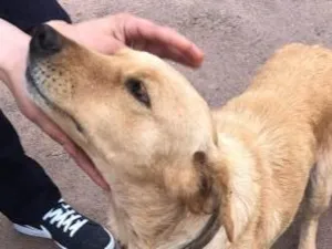 Cachorro raça SRD idade 2 a 6 meses nome Sem Nome