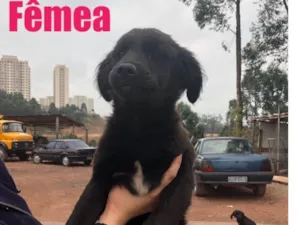 Cachorro raça SRD idade 2 a 6 meses nome Sem nome