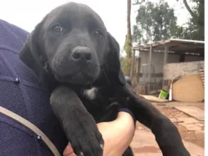 Cachorro raça SRD idade 2 a 6 meses nome Sem nome