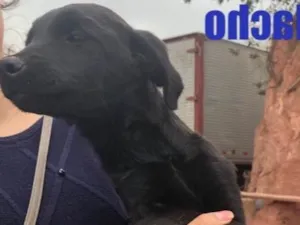 Cachorro raça SRD idade 2 a 6 meses nome Sem Nome