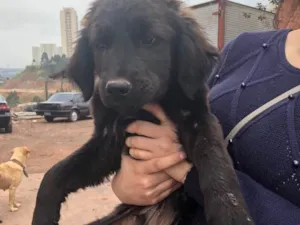 Cachorro raça SRD idade 2 a 6 meses nome Sem Nome