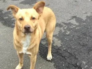 Cachorro raça SRD idade 1 ano nome Nemo