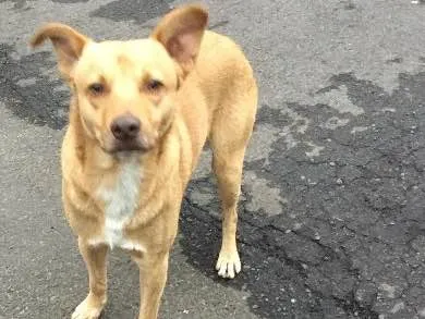 Cachorro ra a SRD idade 1 ano nome Nemo