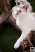 Kurt