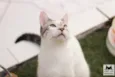 Kurt