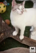 Kurt