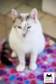 Kurt