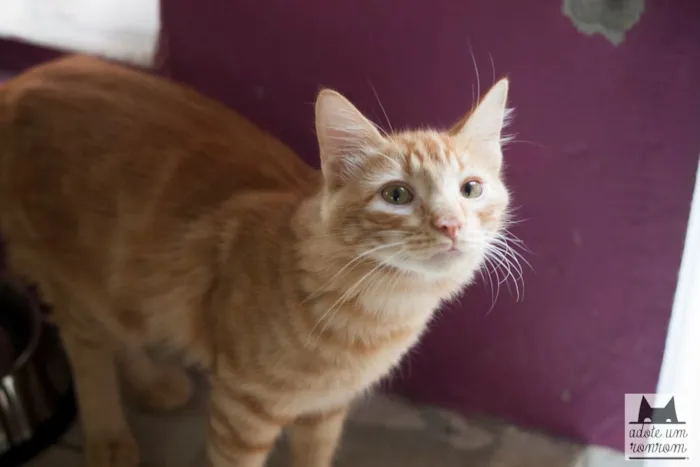 Gato ra a SRD idade 1 ano nome Tomás 