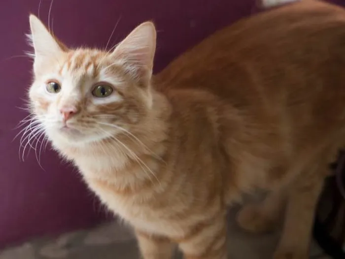 Gato ra a SRD idade 1 ano nome Tomás 