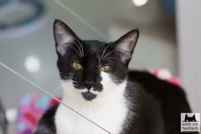 Gato ra a SRD idade 7 a 11 meses nome Tobias 