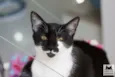 Tobias