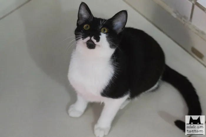 Gato ra a SRD idade 7 a 11 meses nome Tobias 