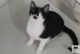 Tobias