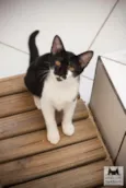 Tobias