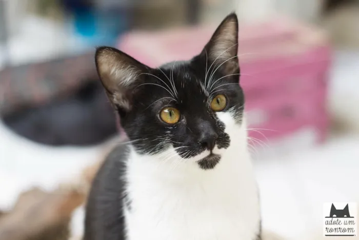 Gato ra a SRD idade 7 a 11 meses nome Tobias 
