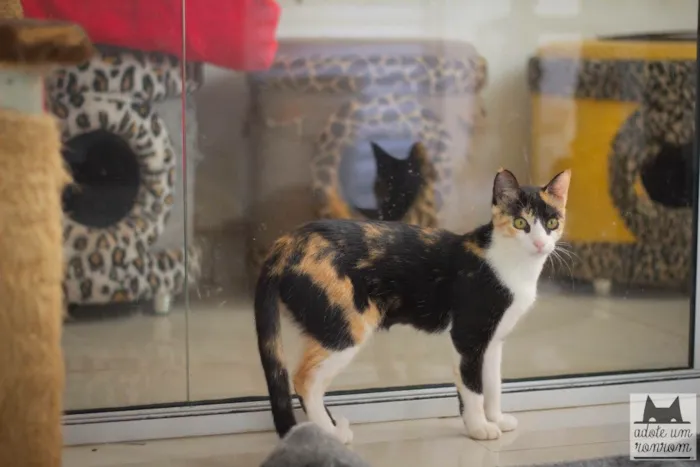 Gato ra a SRD idade 1 ano nome Coralina