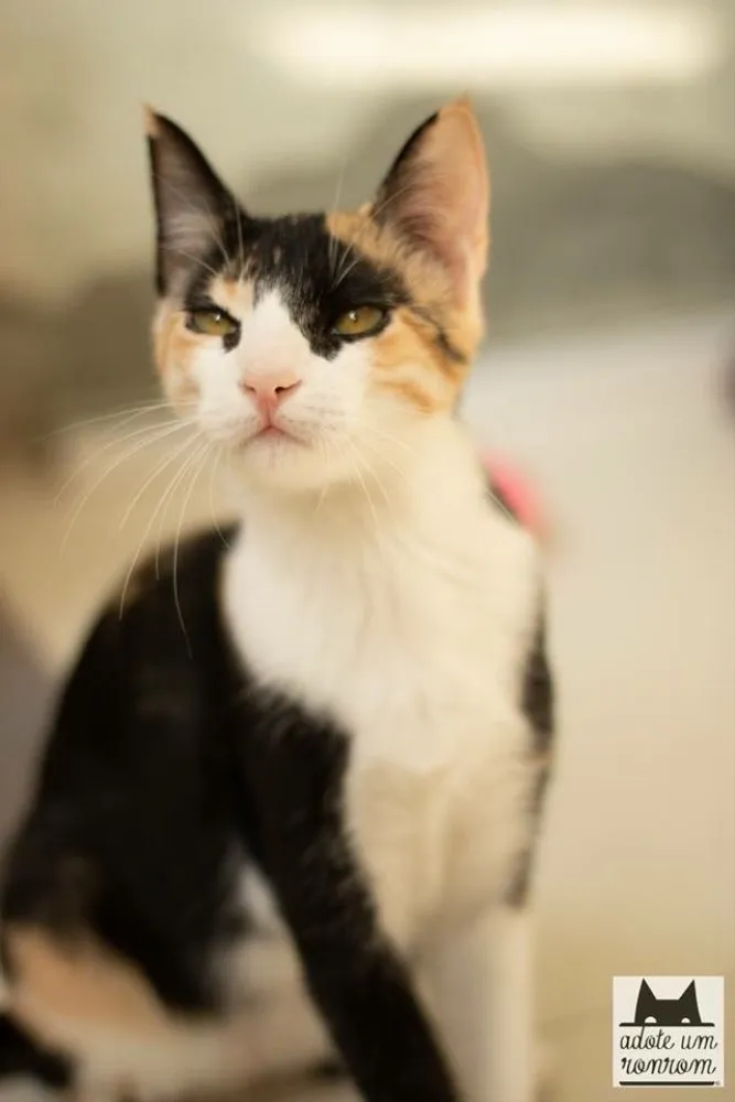 Gato ra a SRD idade 1 ano nome Coralina
