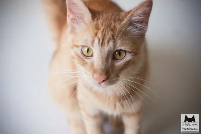 Gato ra a SRD idade 1 ano nome Acerola