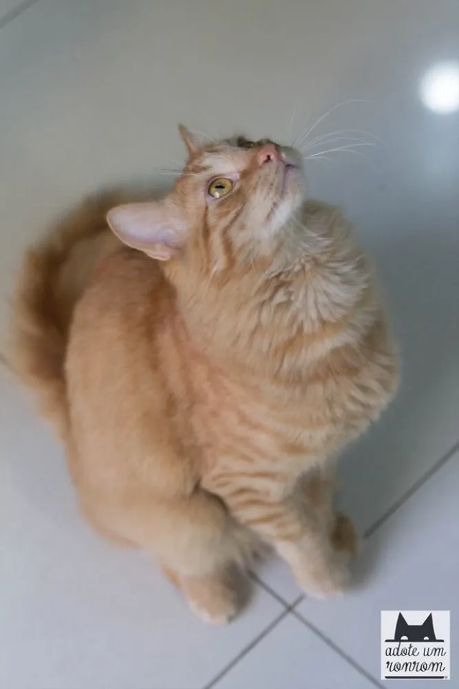 Gato ra a SRD idade 1 ano nome Acerola