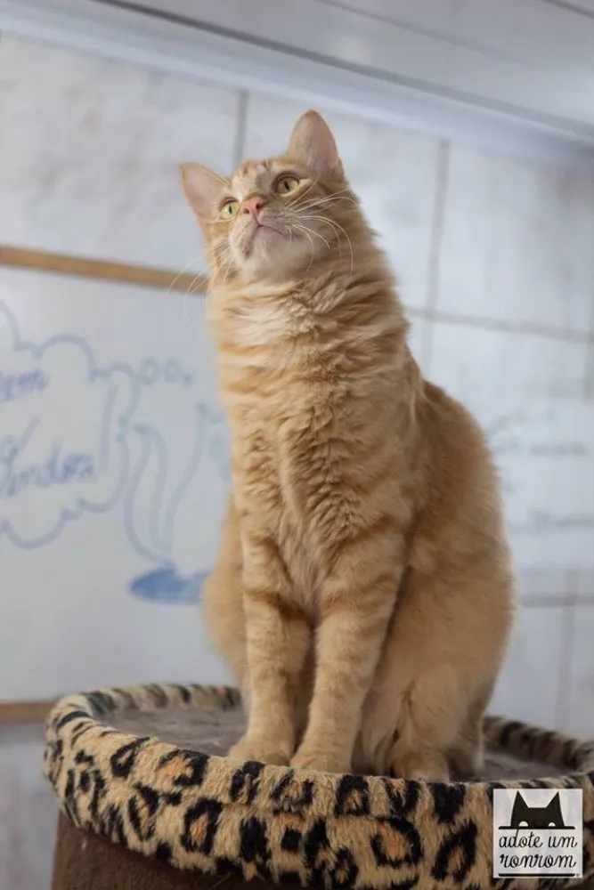 Gato ra a SRD idade 1 ano nome Acerola