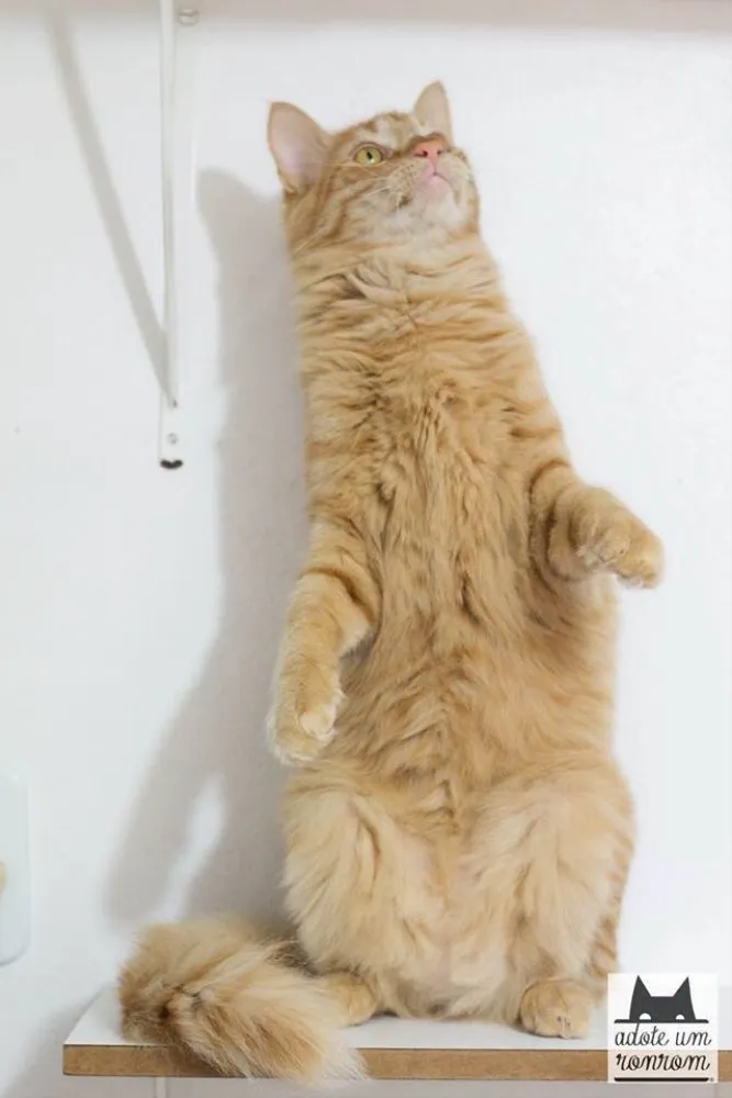 Gato ra a SRD idade 1 ano nome Acerola
