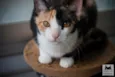 Cora