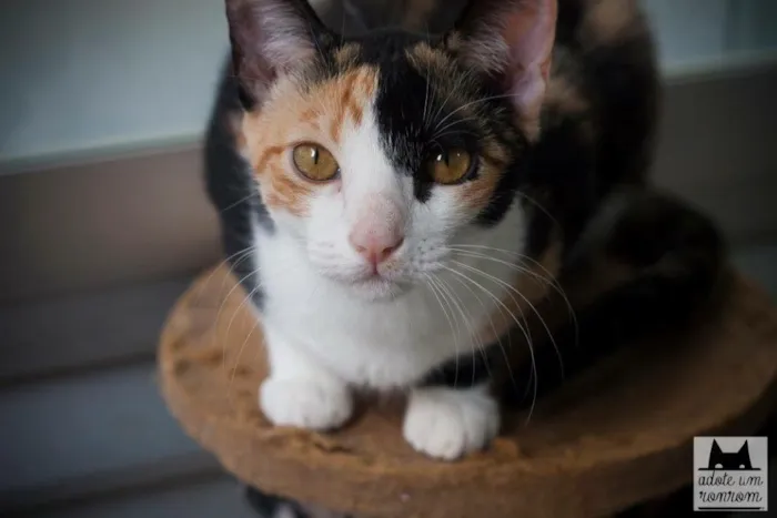 Gato ra a SRD idade 1 ano nome Cora