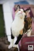 Cora